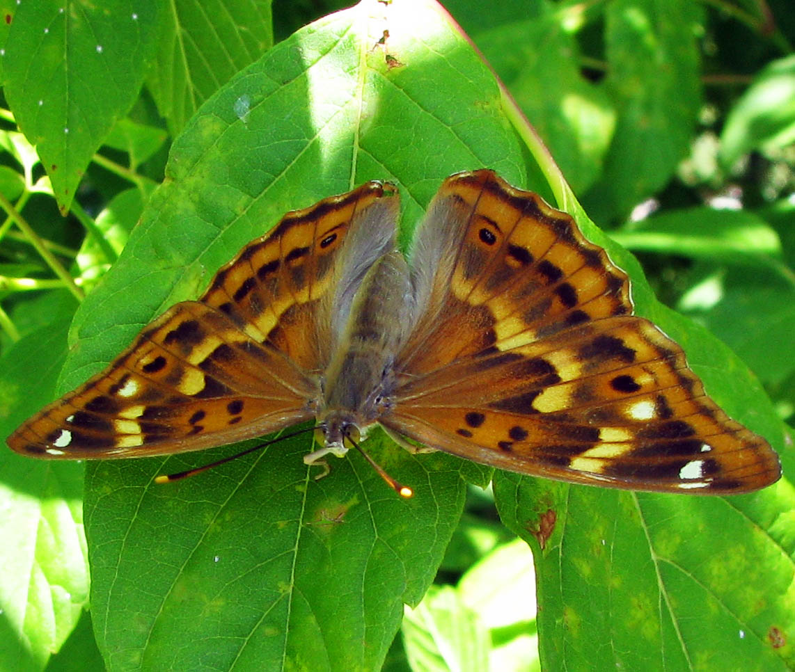 Apatura ilia forma clytie